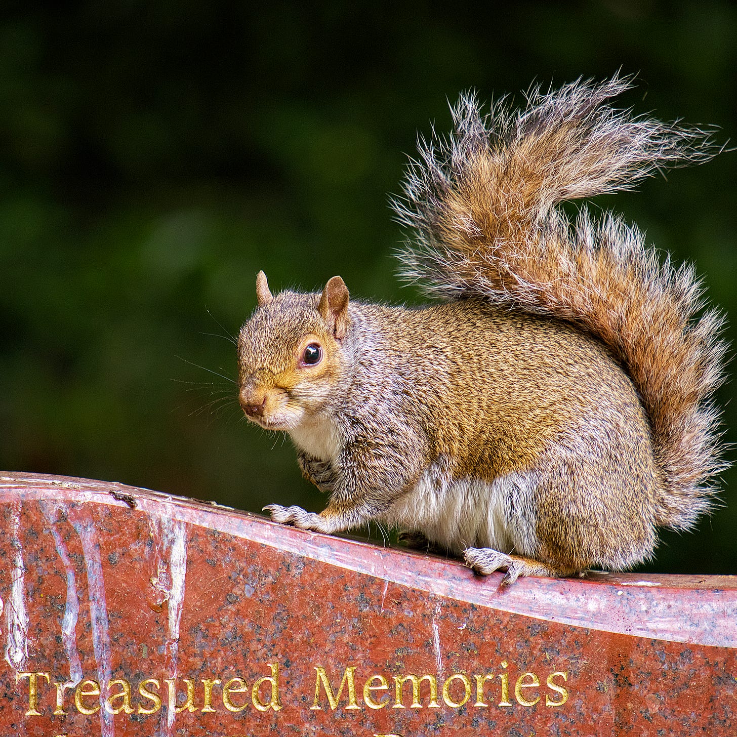 grey squirrel on grave stone
