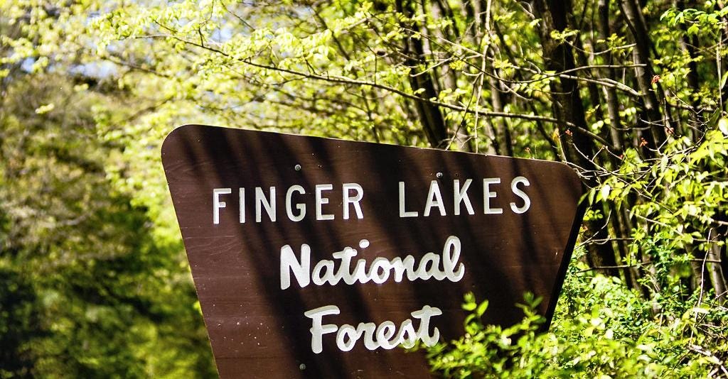 Finger Lakes National Forest cutting down trees as part of ‘invasive pest’ strategy