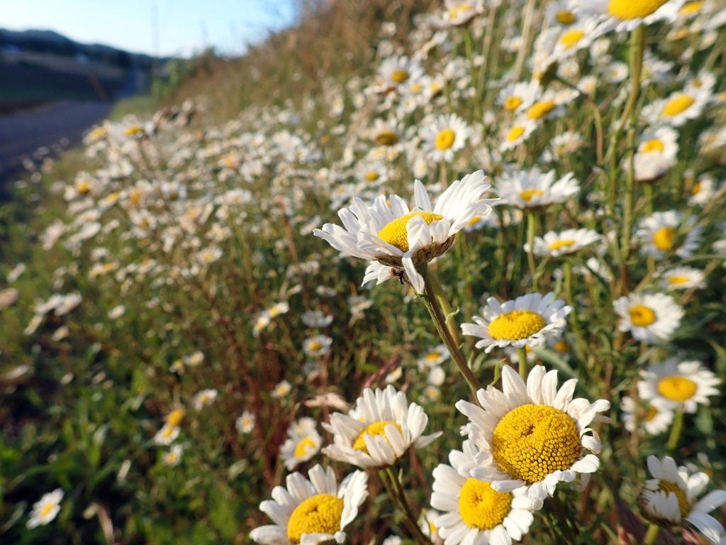 Oxeye Daisy (Leucanthemum vulgare), along roadside in Yamhill County, Oregon. Yes, Oxeye Daisies are considered "invasive" though not a threat to intact native habitat.