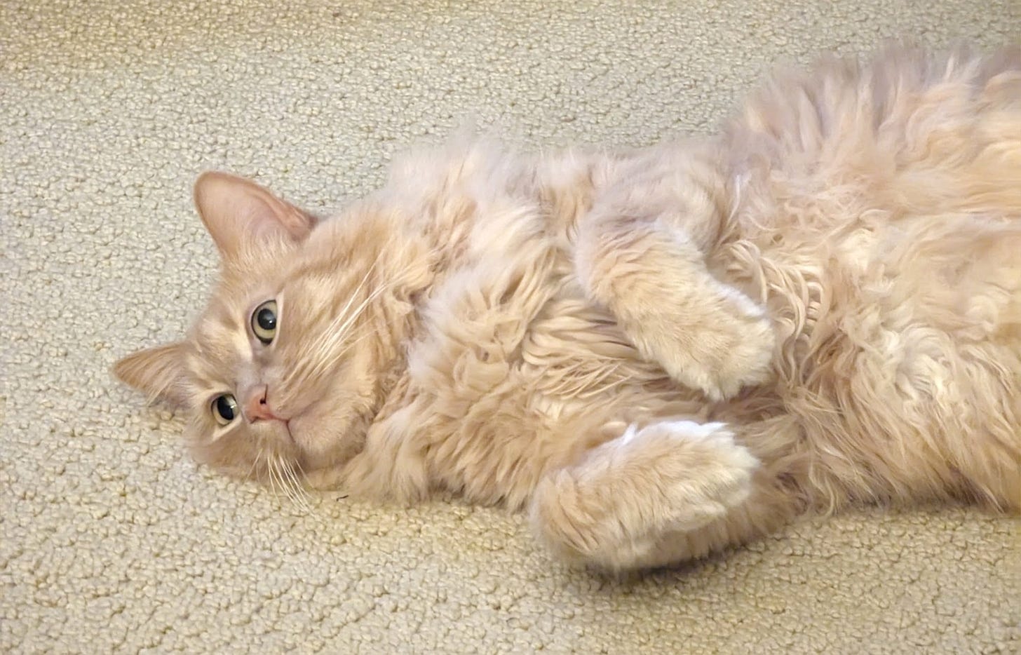 JT laying on his back with his polite little paws tucked in front of him