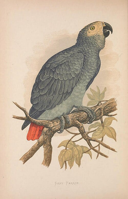 Vintage illustration of an African Grey Parrot