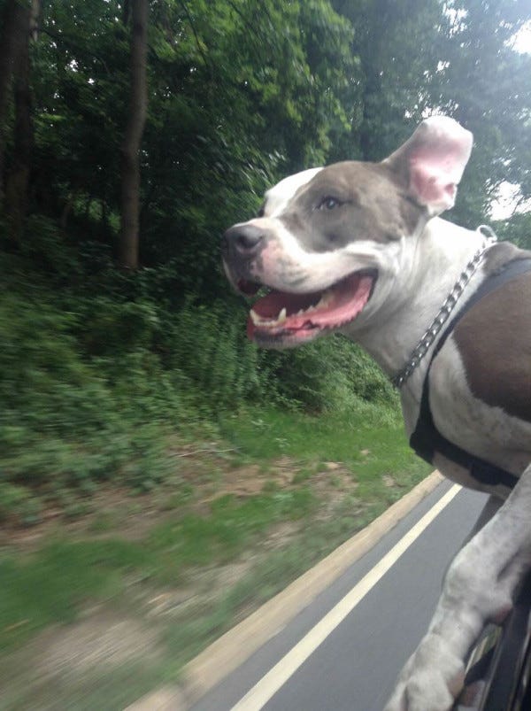 dog with head out of car window on a highway in Virginia