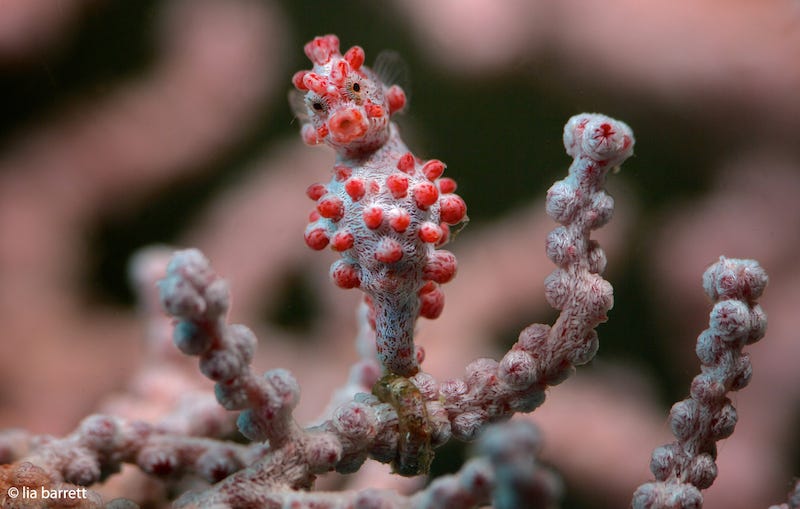 Bargibanti Pygmy Seahorse Fact File - North Sulawesi, Indonesia