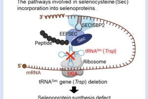 Trsp gene deletion leads to disrupted selenoprotein synthesis. (Created in BioRender. Yamazaki, H. (2024) https://BioRender.com/ t10g524)