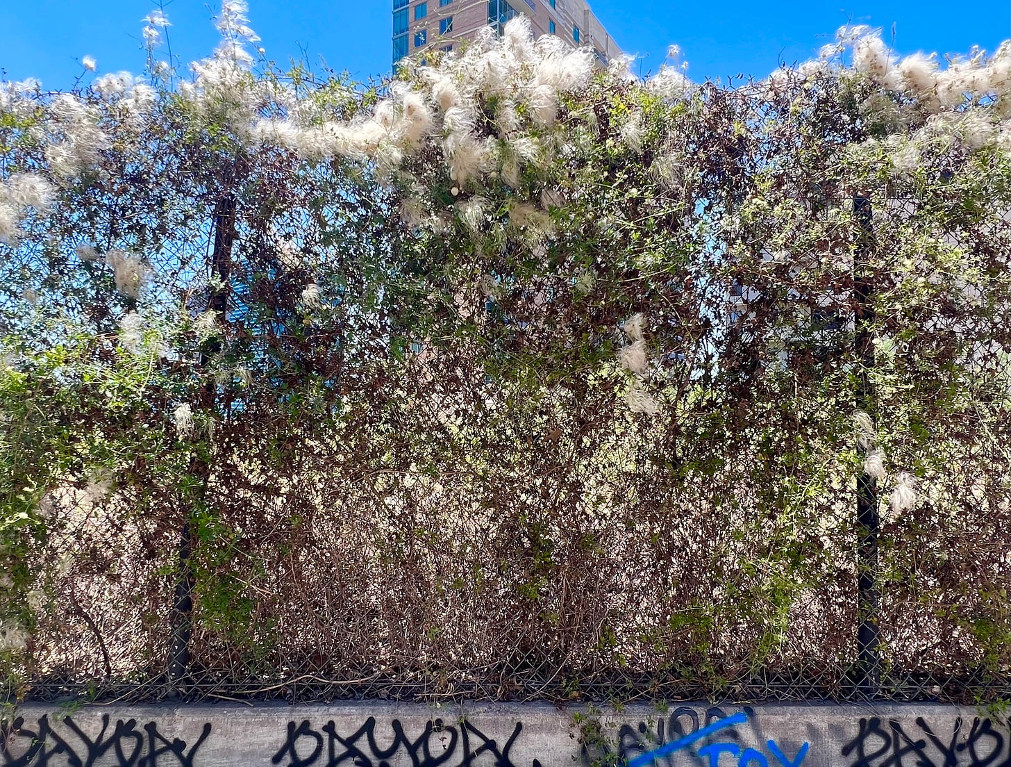 Old man's beard in bloom on a fence