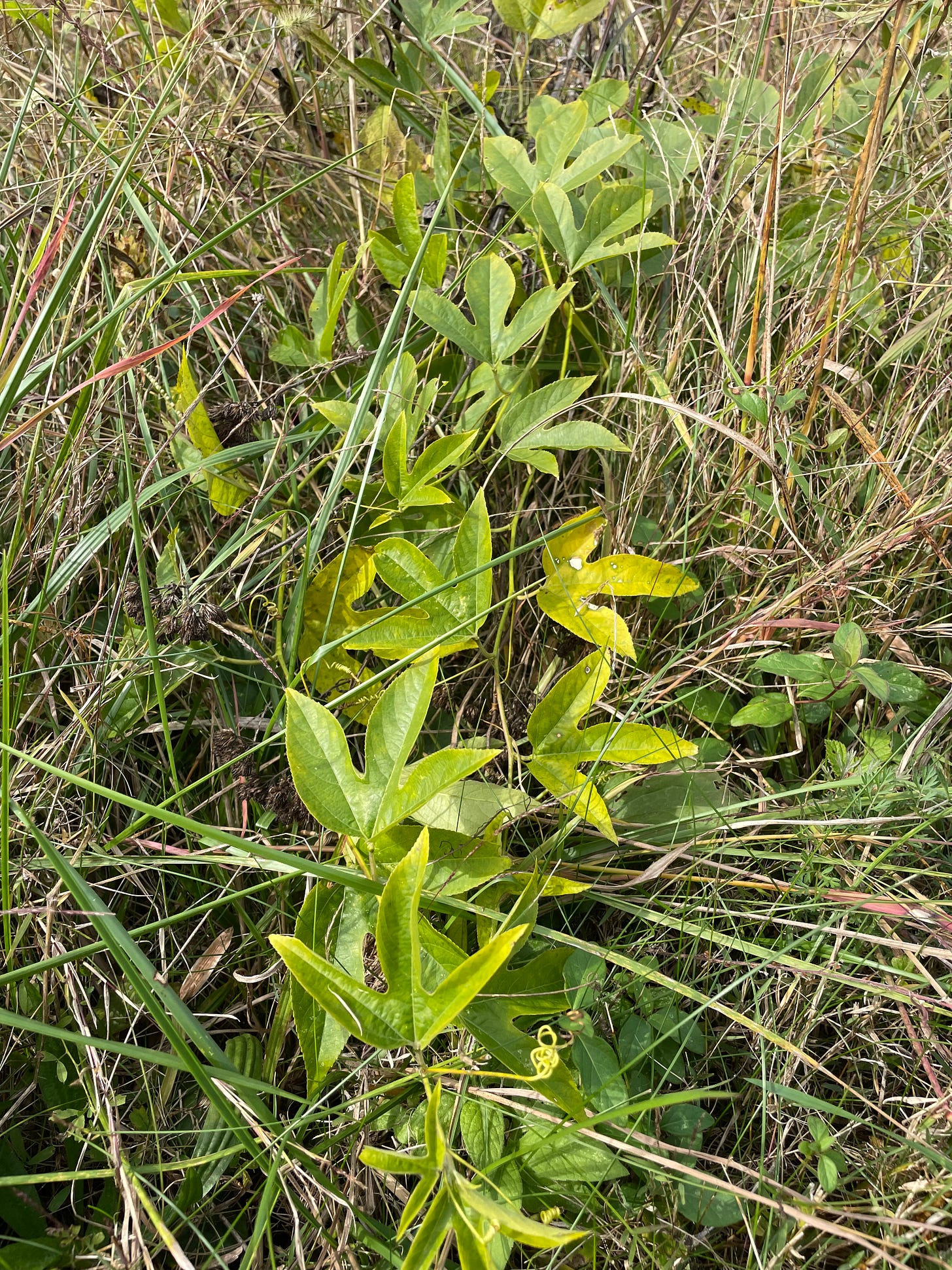 A passion flower vine growing among grasses.