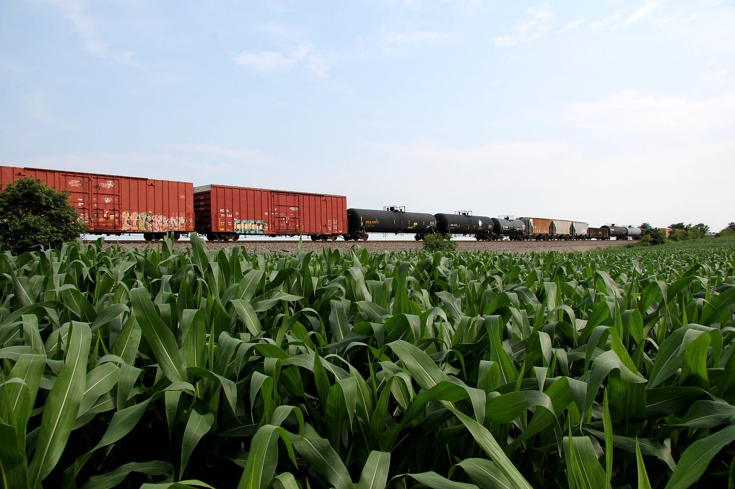 freight train in a cornfield