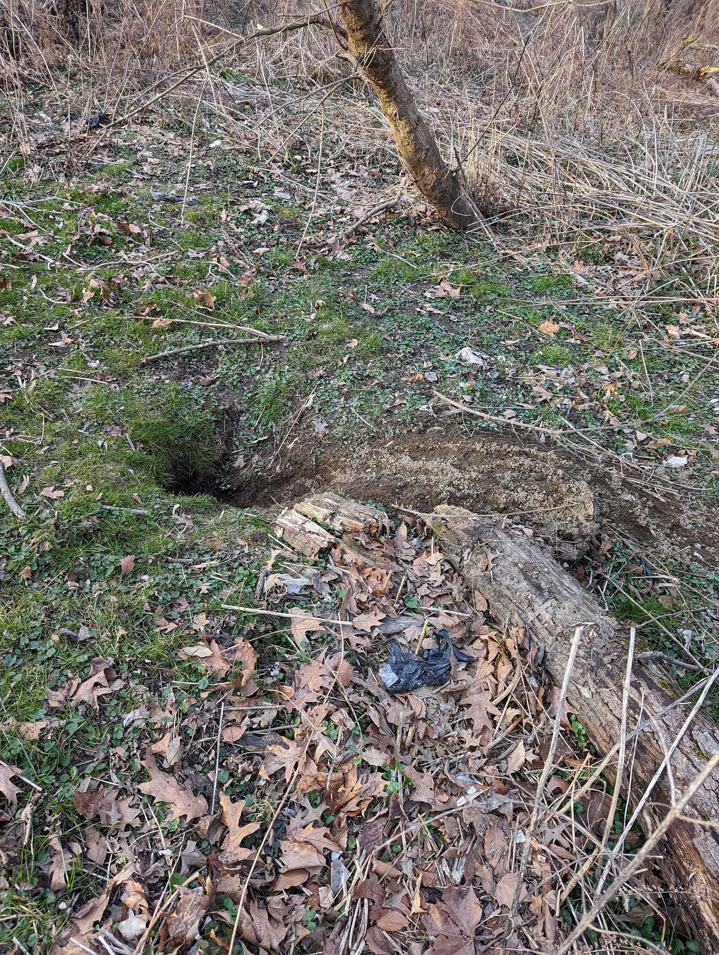 a burrow with fresh soil kicked out, amid young vegetation