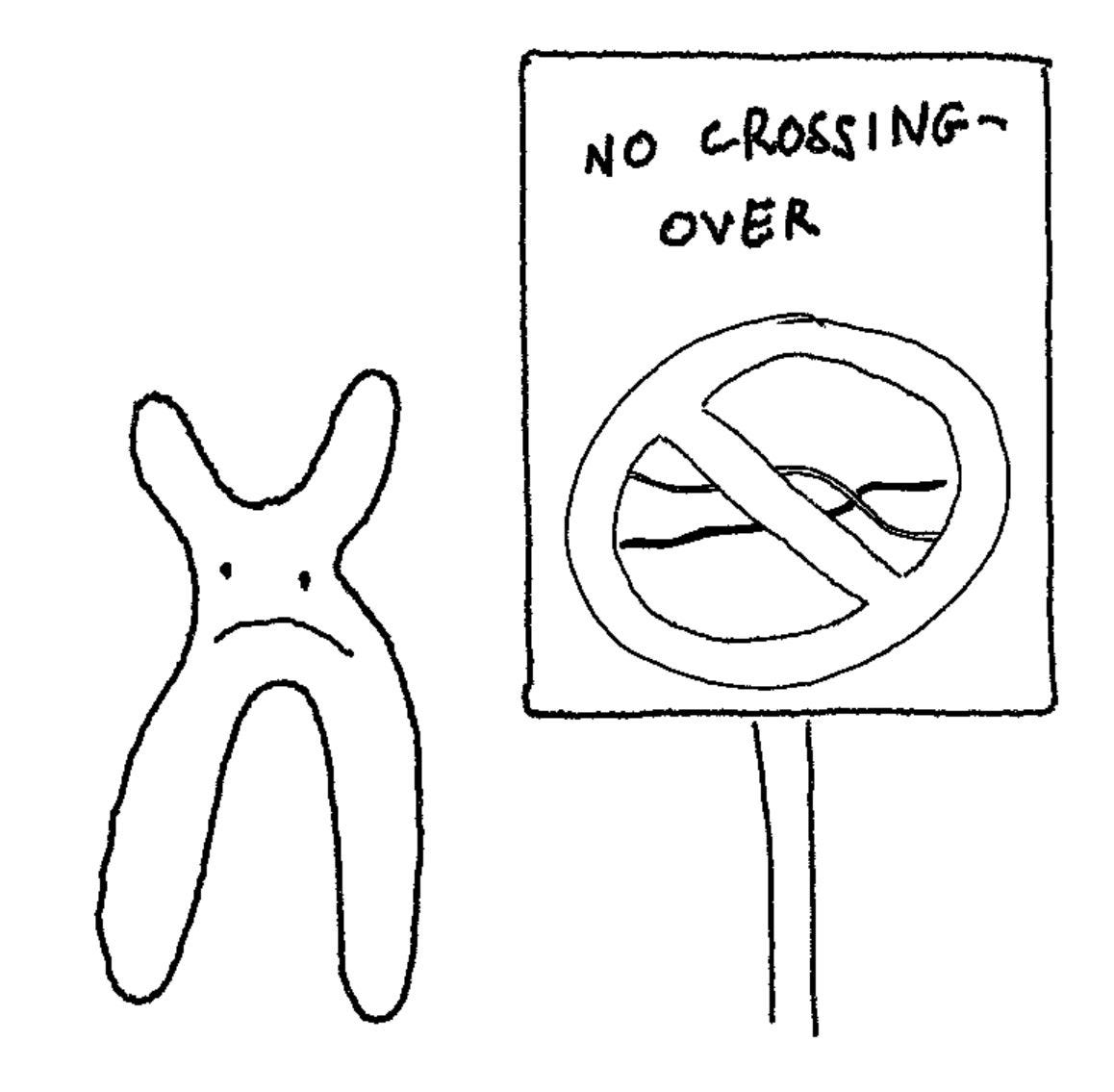  No crossing-over: a sad chromosome stands beside a sign depicting a crossed-out recombination event, with text 'No crossing-over' 