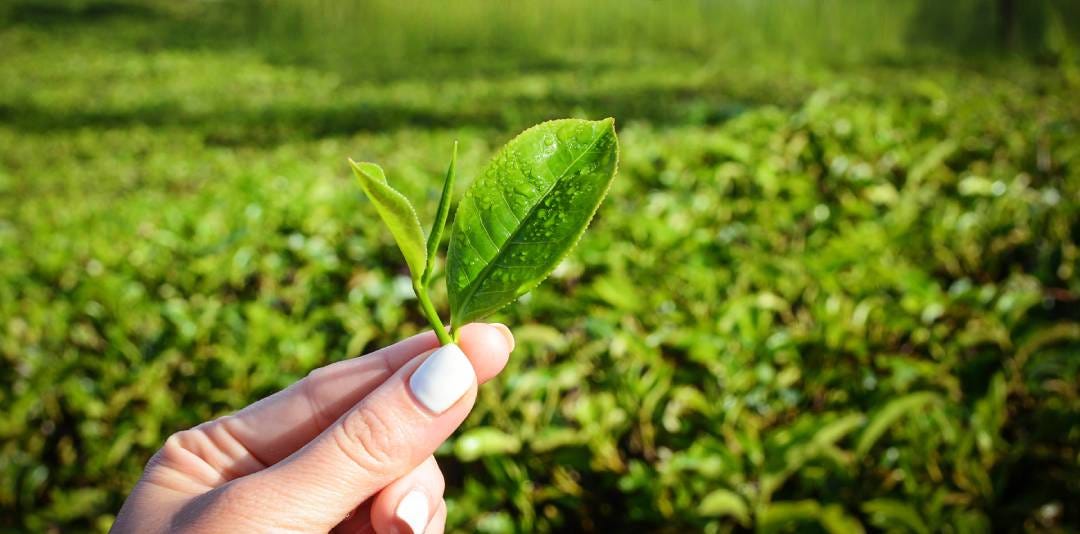 Tea Leaves, Best Journey of Tea Garden - Tea Valley Blog