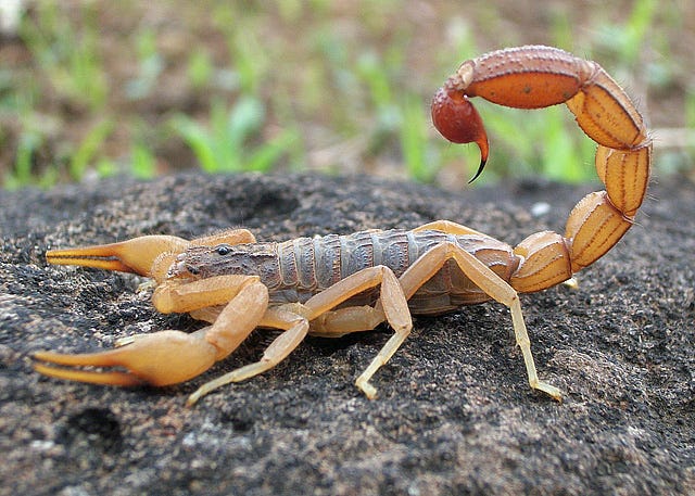 Scorpion - Wikipedia