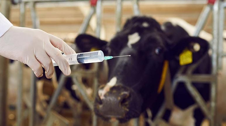 messenger rna vaccines in meat animals