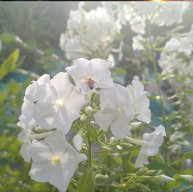 Photograph of white flowers in a Swedish garden, with a little beetle climbing a flower