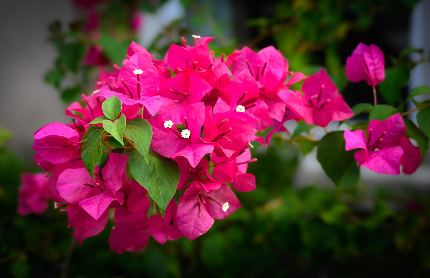 A red bougainvillea against a blurred background of leaves