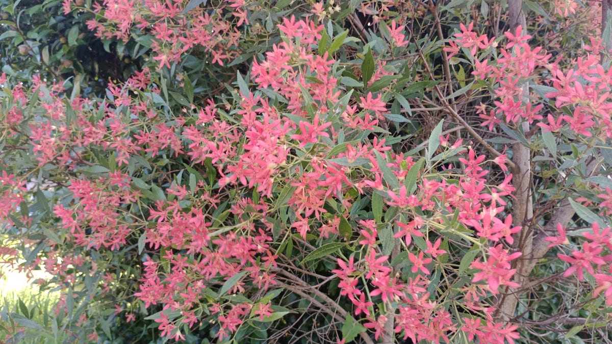 Christmas Bush in flower