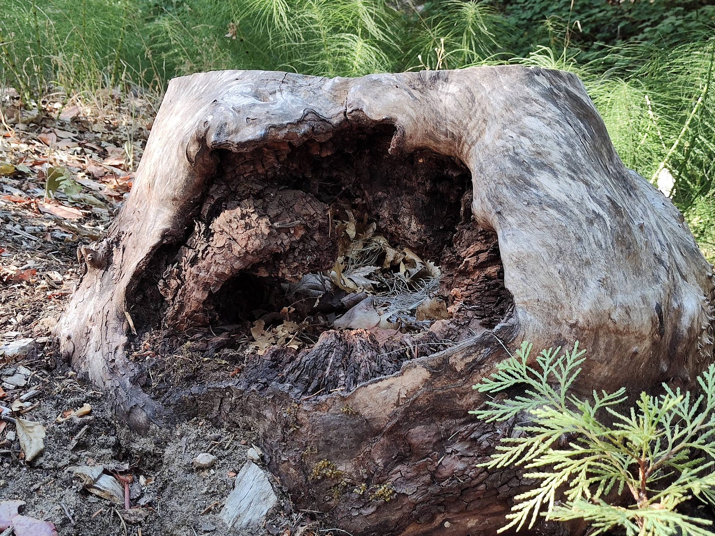 A short hollowed-out stump against green plants