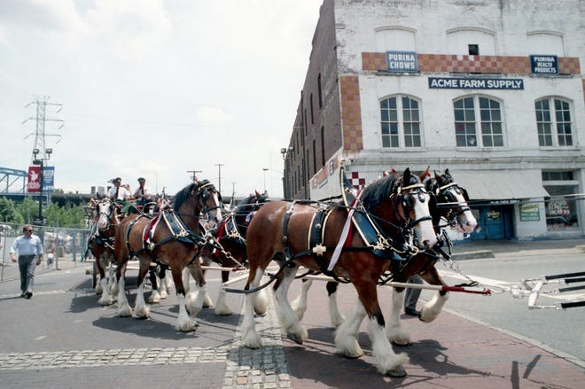 The world-famous Budweiser Clydesdales drive by the ACME Farm Supply store on Lower Broadway during the annual Summer Lights in downtown Nashville June 1, 1991.