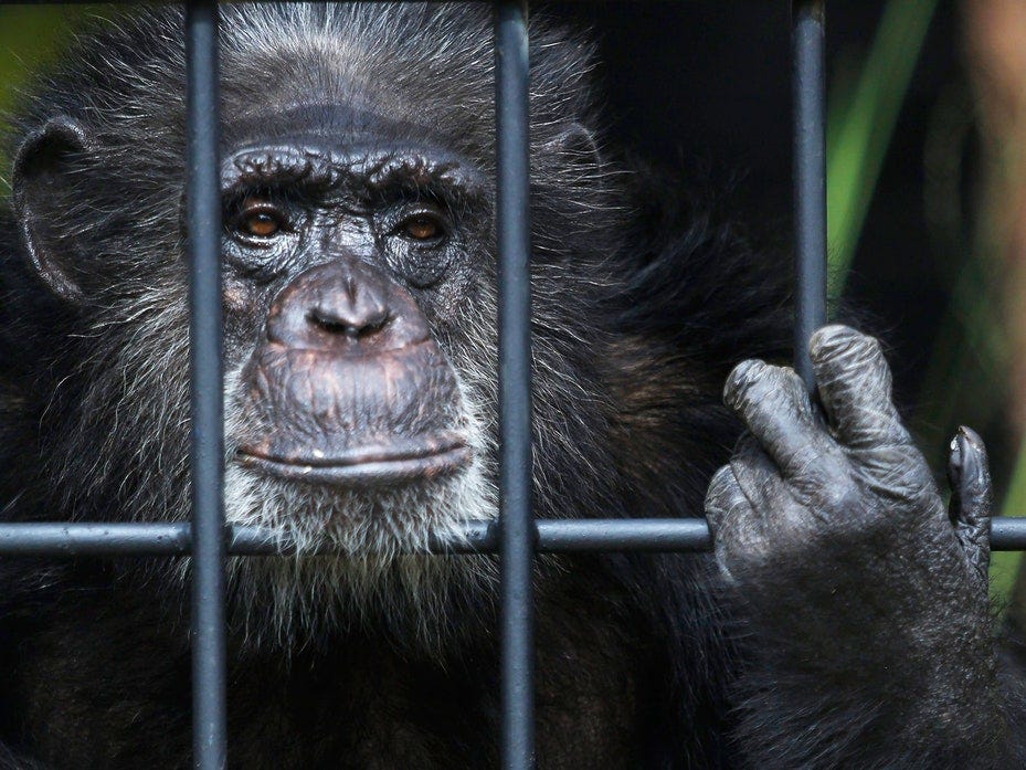 Peter Singer: There Is No Good Reason to Keep Apes in Prison ...