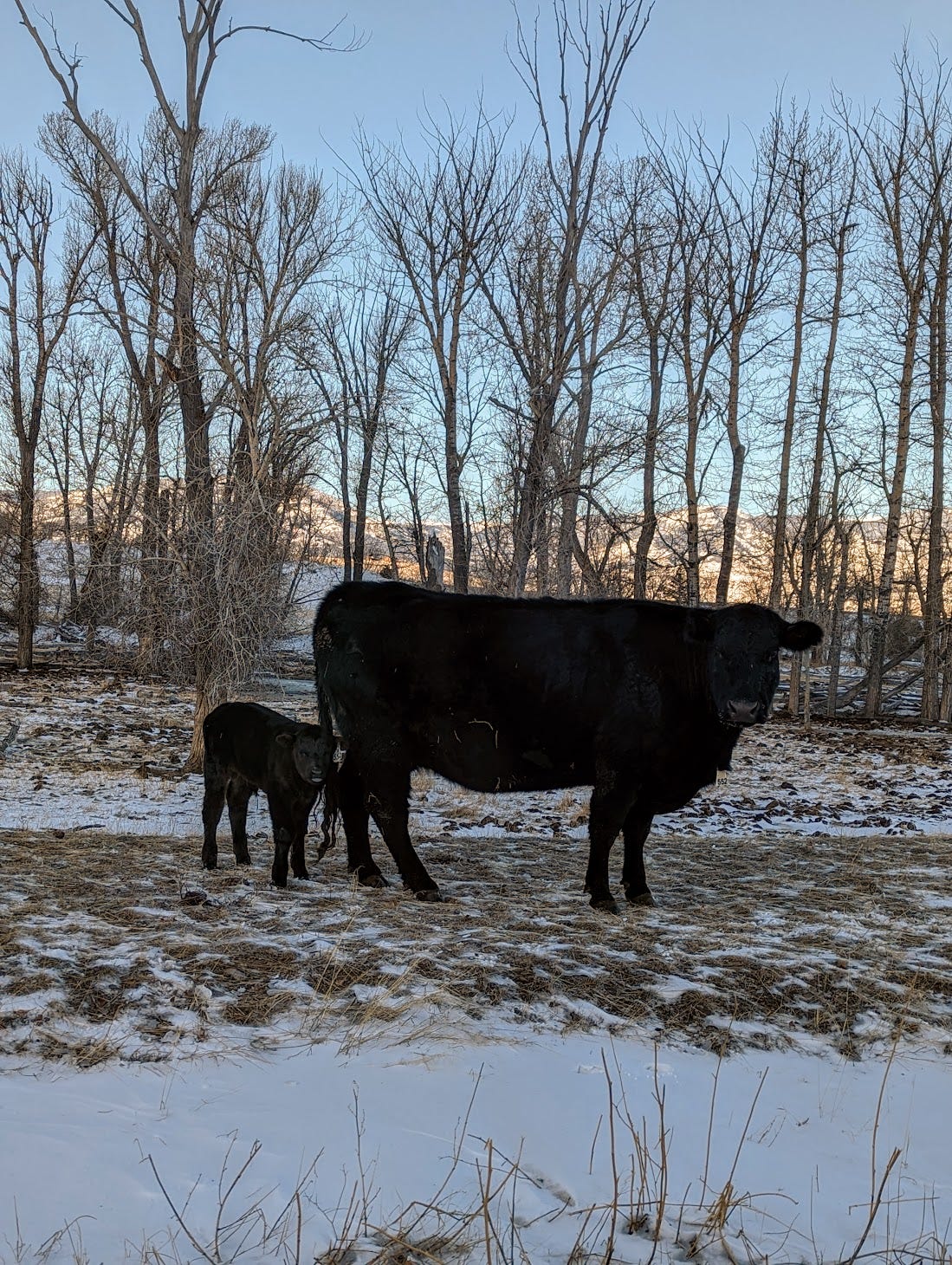 Cow with brand new calf in field, trees in background.