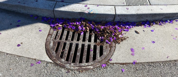 A scattering of purple flower petals caught in an urban gutter drain