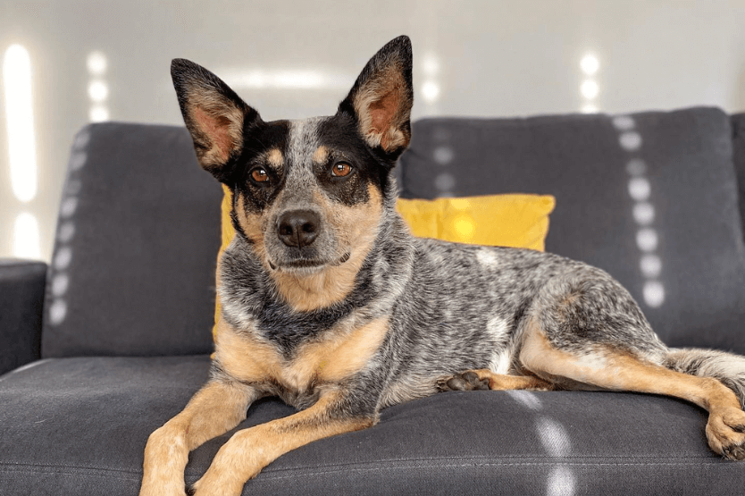 Scout the Australian cattle dog lounges on a grey couch in evening sunlight. Behind her is a yellow pillow. Her face is relaxed but focused on the camera with pointed ears.