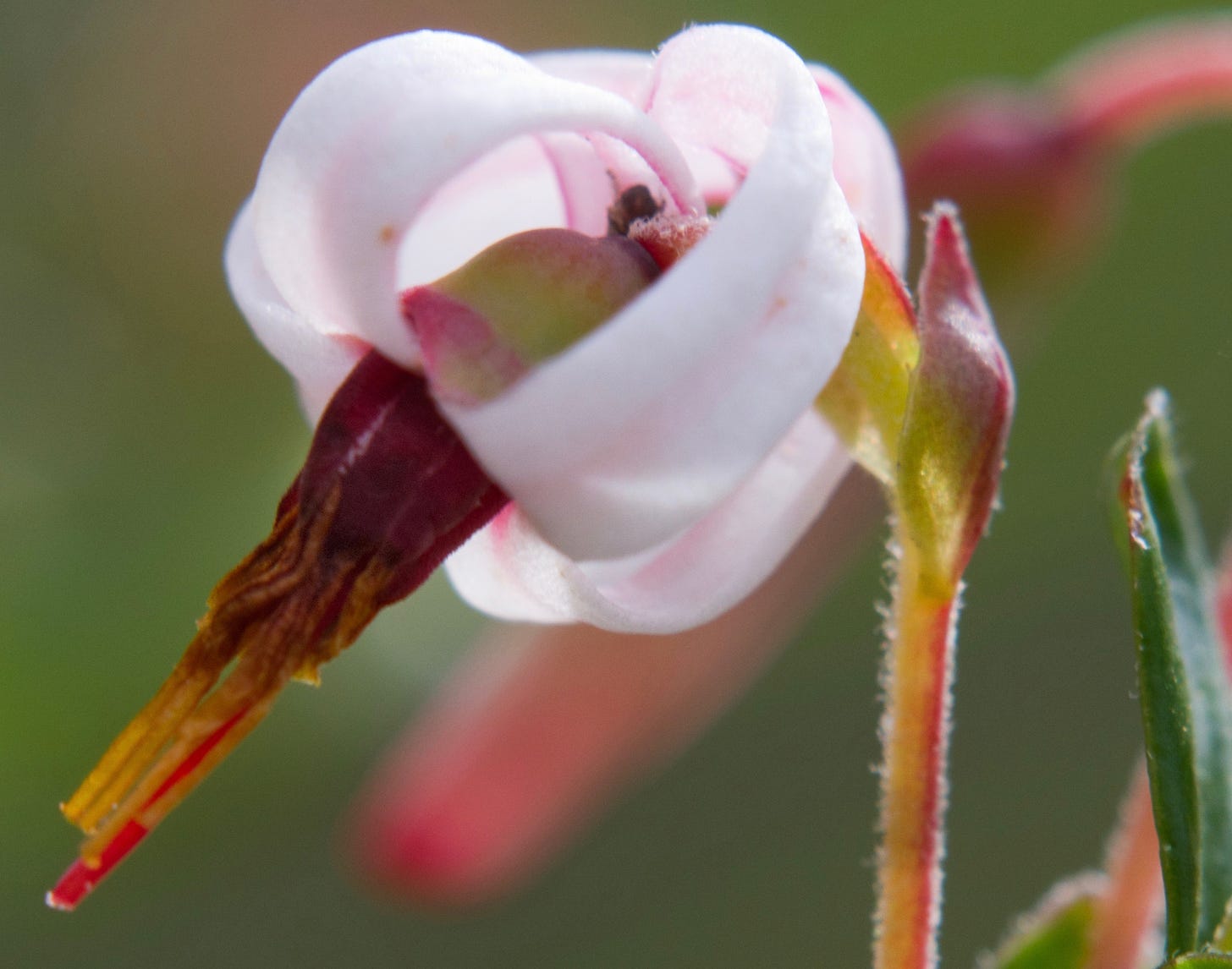 The flower and seedcase of the cranberry plant, looking uncommonly like the head and bill of a crane.