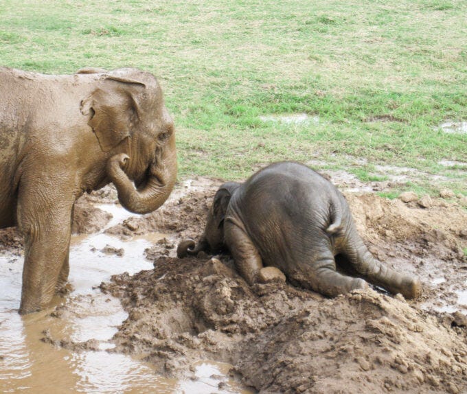 A young elephant throws a tantrum in the mud, while an older elephant looks on