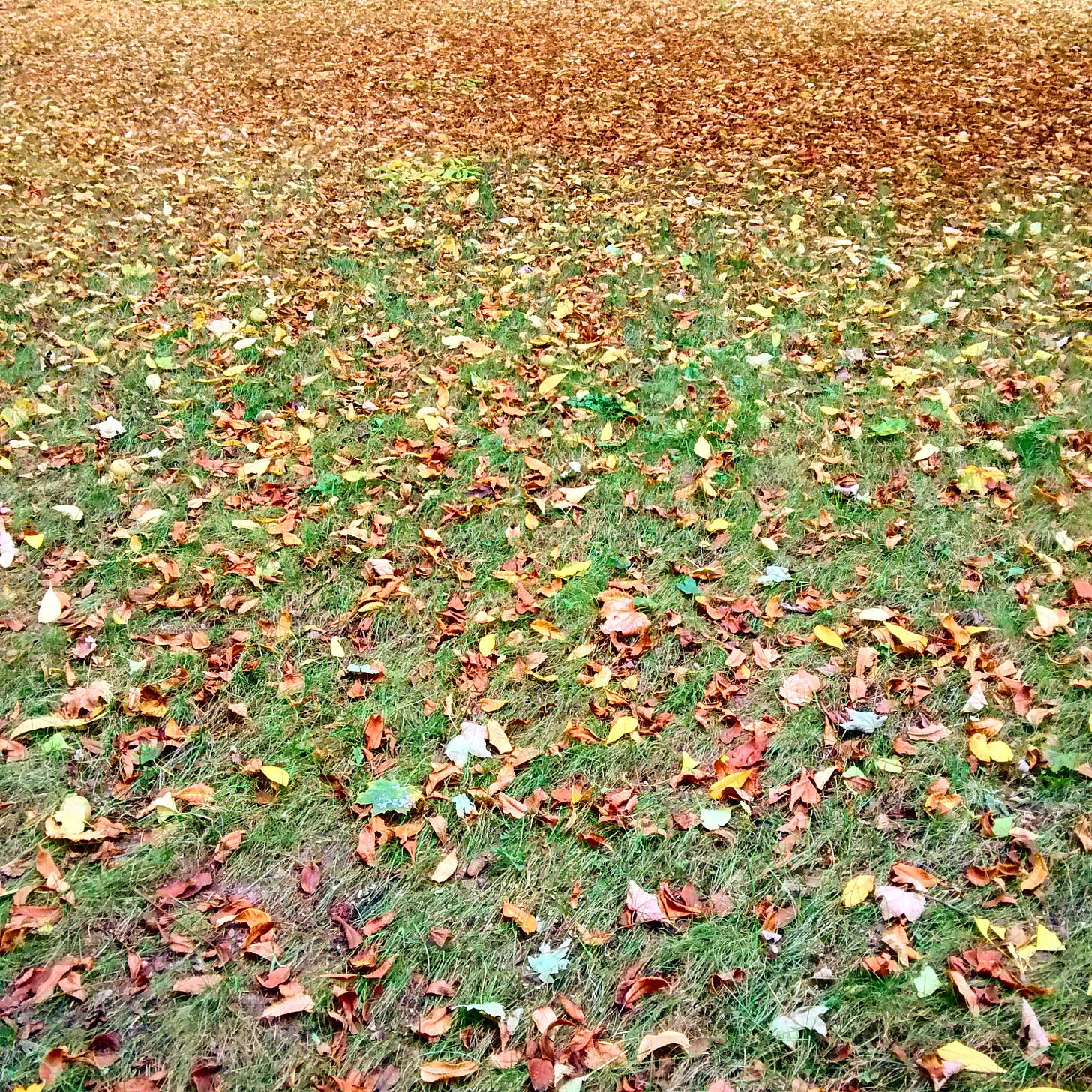 Lawn covered in autumn leaves, parc des Buttes Chaumont in Paris, France