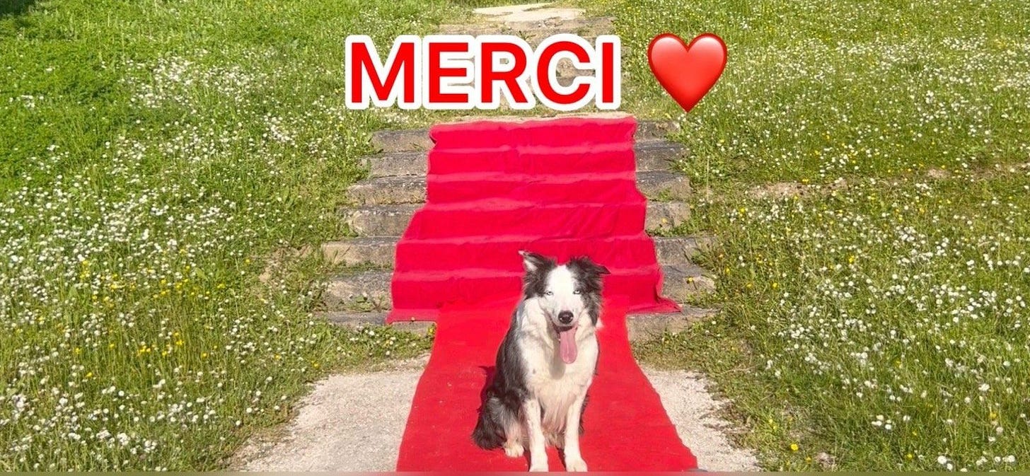 Cannes: 'Anatomy of a Fall' Border Collie Messi Wins Palm Dog in Most  Competitive Canine Contest Yet