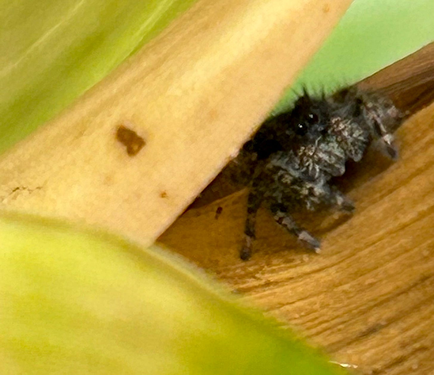 A spider on a leaf