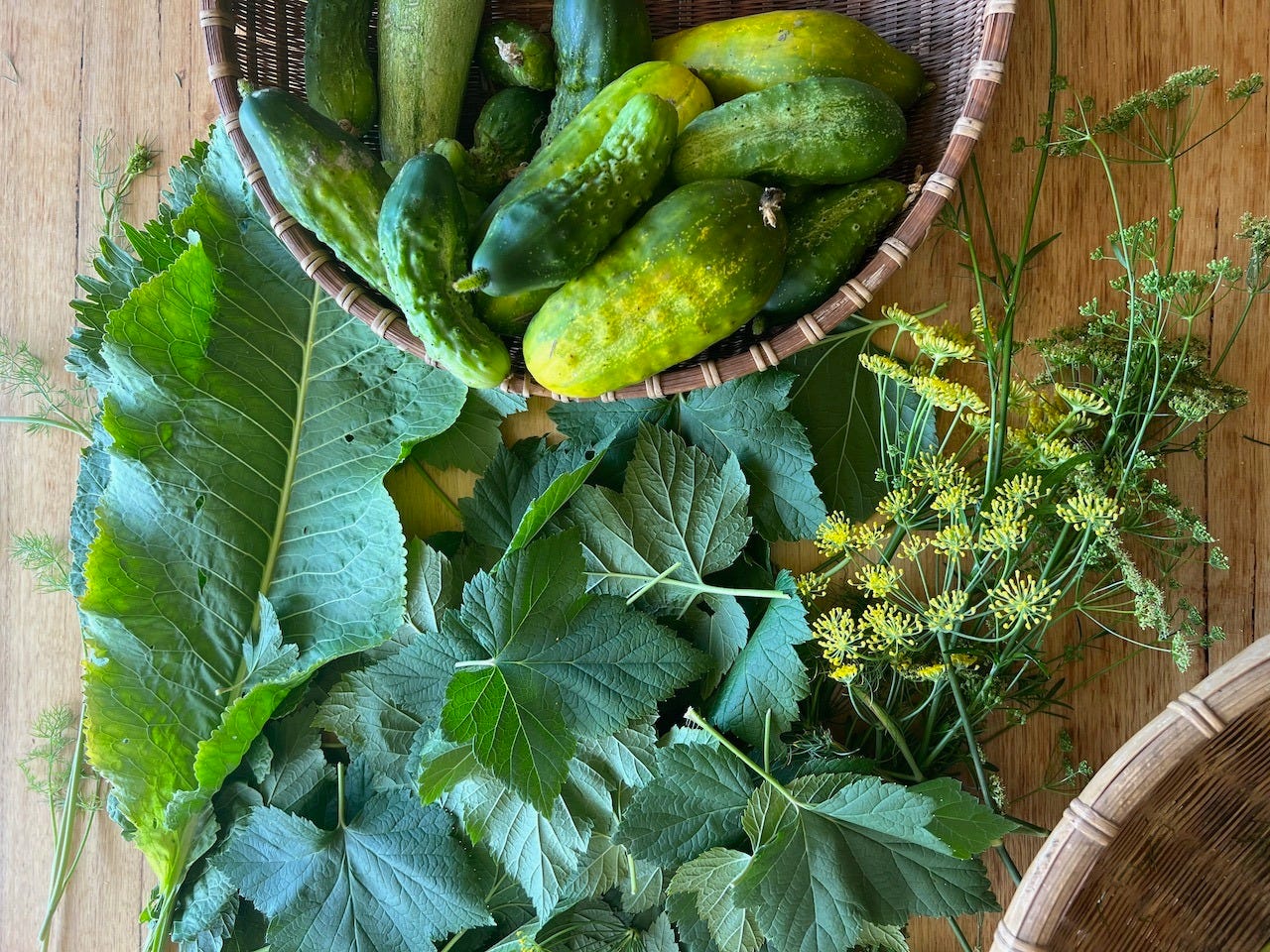 Green leaves and cucumbers on a wooden table - the leaves are horseradish, black currant, dill and fennel flowers Green leaves and cucumbers on a wooden table - the leaves are horseradish, black currant, dill and fennel flowers