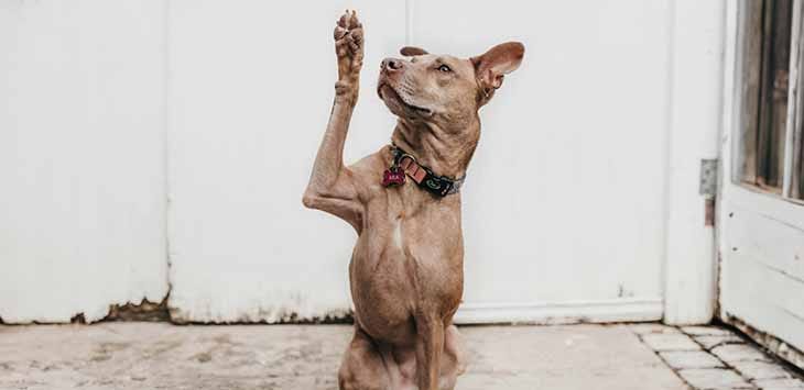 Photo of a dog with its right paw raised.