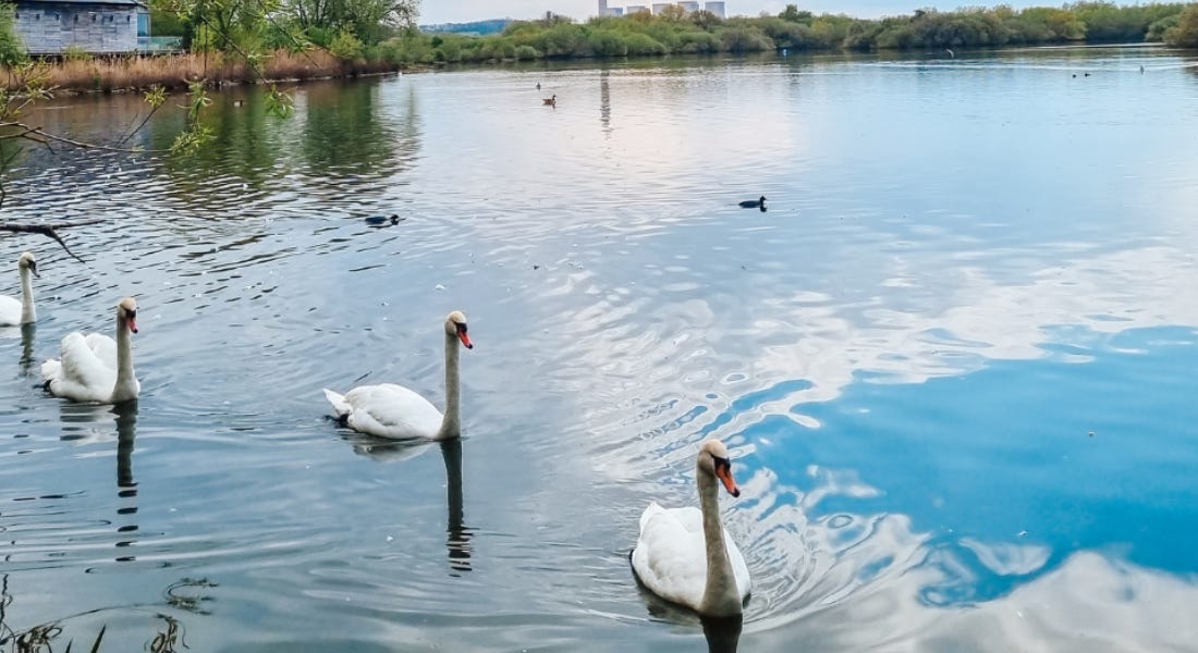 Four swans on a lake with dark green trees in the distance