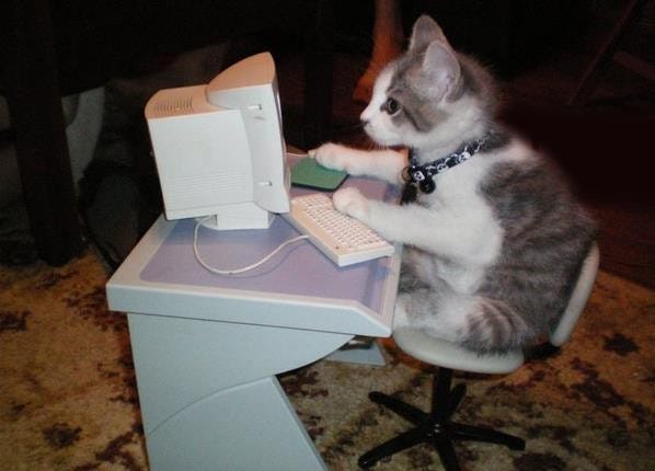 An image uploaded by franerian on Jan 02, 2024. May present: table, comfort, furniture, carnivore, whiskers.