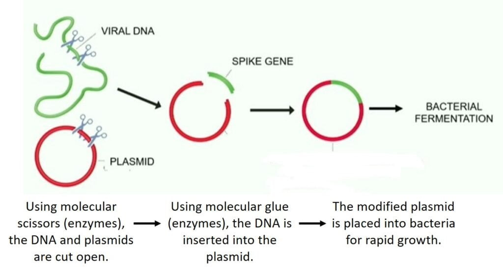Modificación e inserción de plásmidos de contaminación de ADN