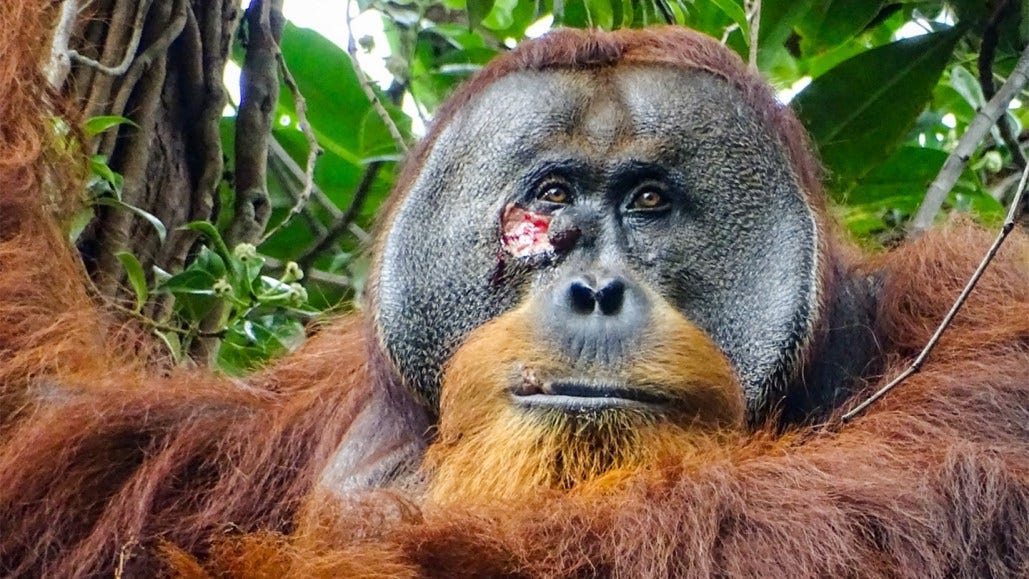 This orangutan used a medicinal plant on his face wound