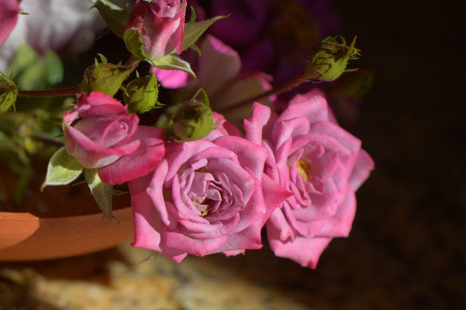 miniature rose "Kordes Lavender"