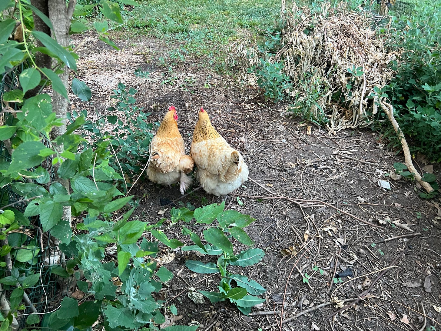 2 buff colored chickens walking together with their tails to the camera