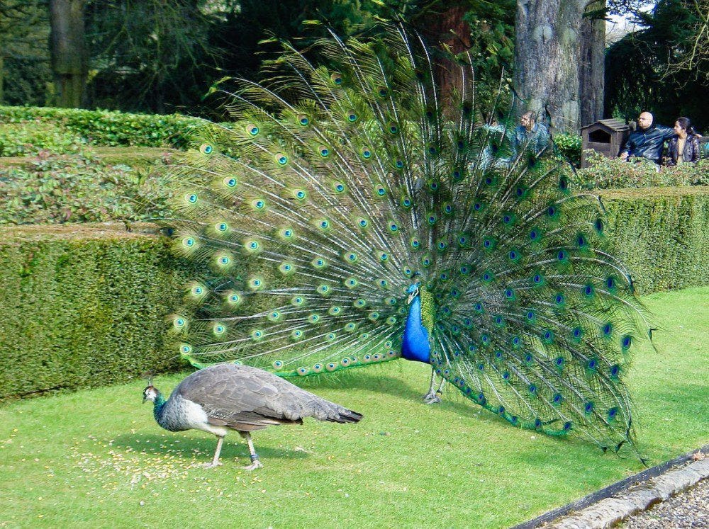 Female Peacock : The Facts About Female Peacock - Jual Ayam Hias