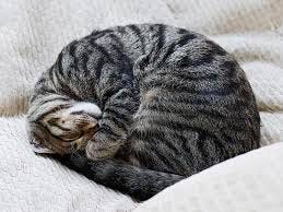 Why Do Cats Sleep So Much? · Kinship