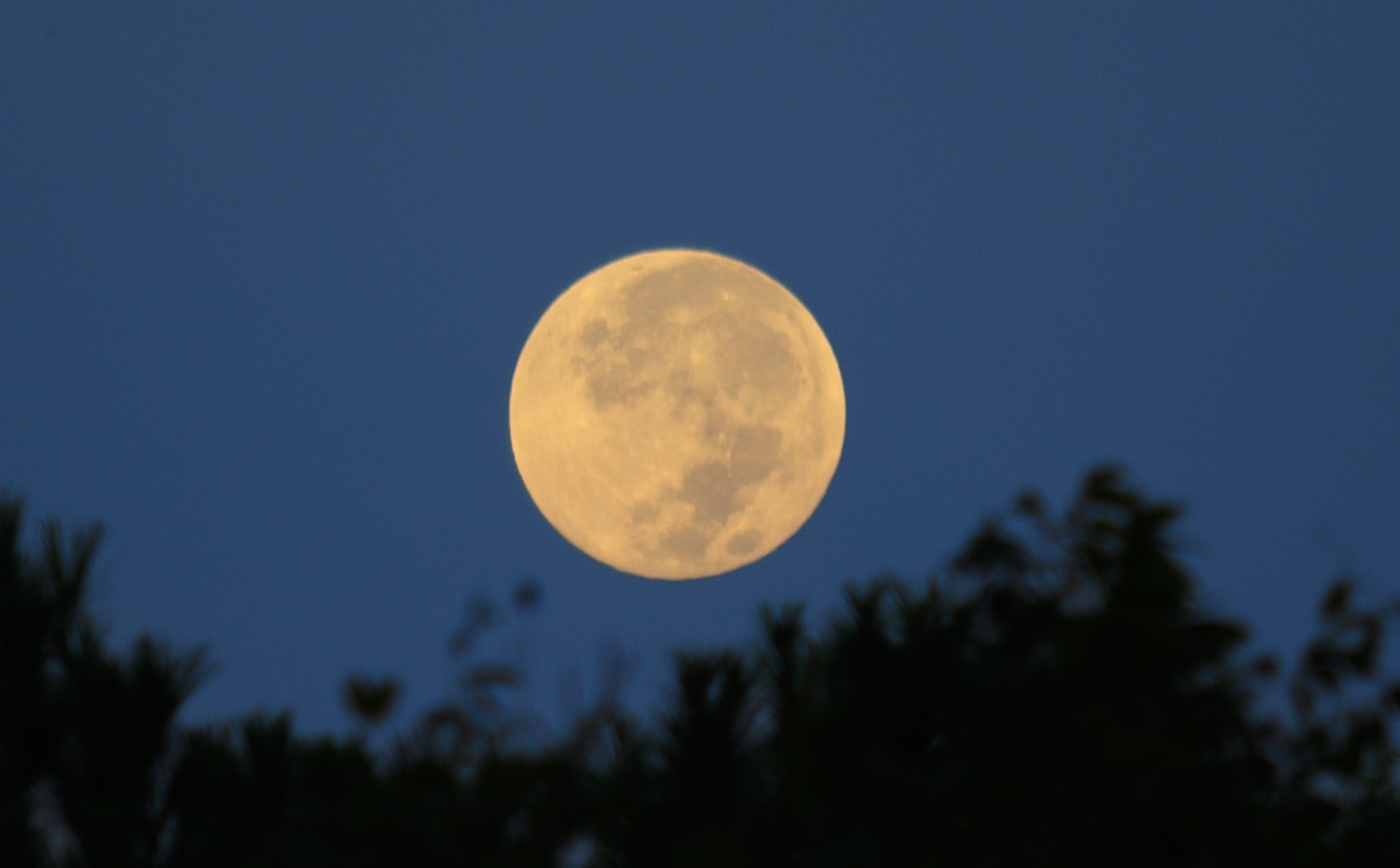 The full moon sets in the west as the sun rises in the east against a dark blue sky. The tops of trees are in the lower frame