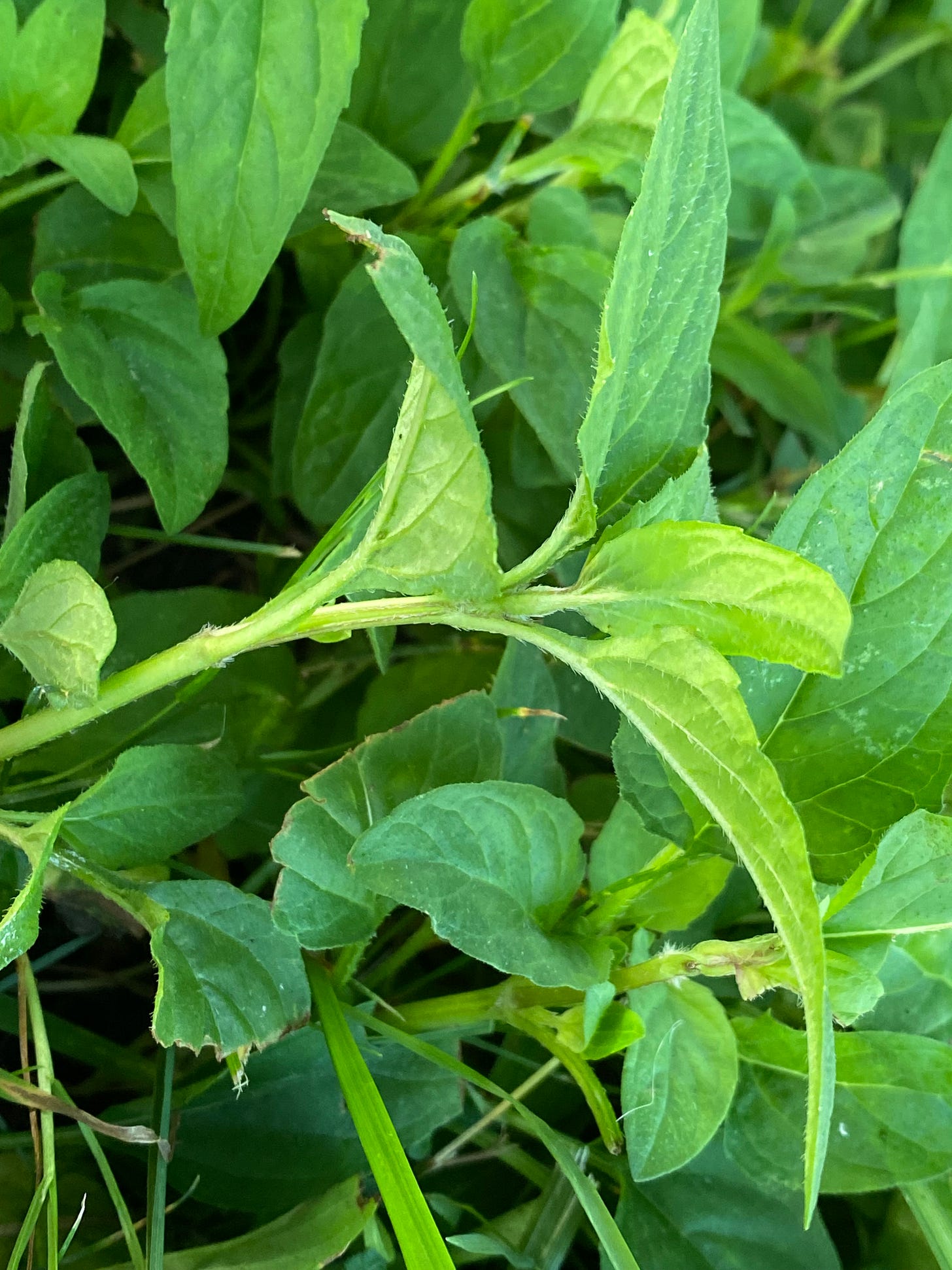 leaves detail of prunella vulgaris