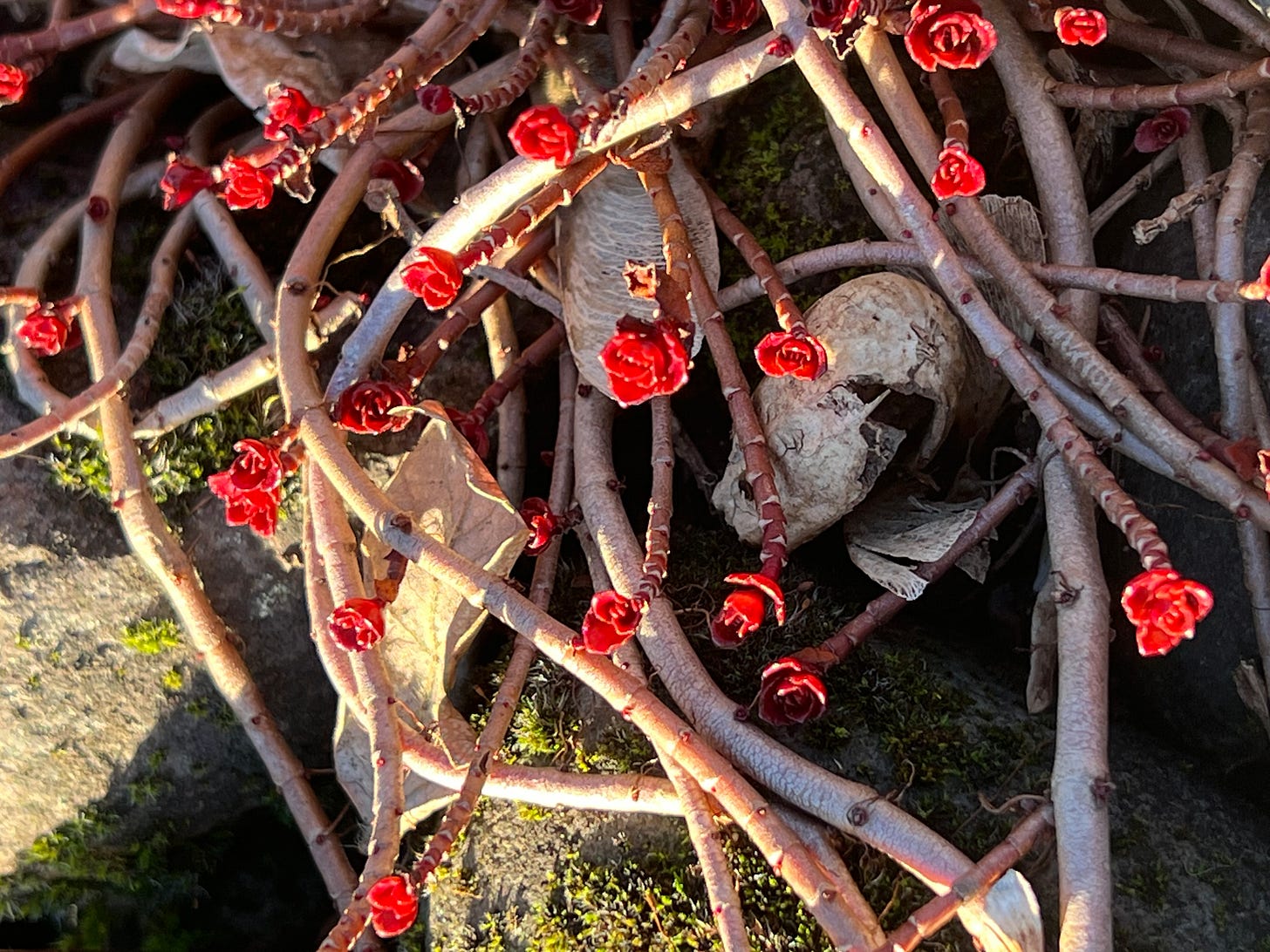 Brilliant burgundy succulent rosettes grow from long stems on a bed of mossy rocks