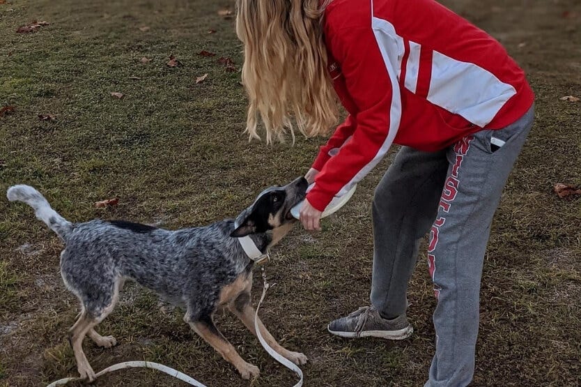 Scout the blue heeler playing tug with her owner at the Highlands Viera West apartments in Viera, Florida