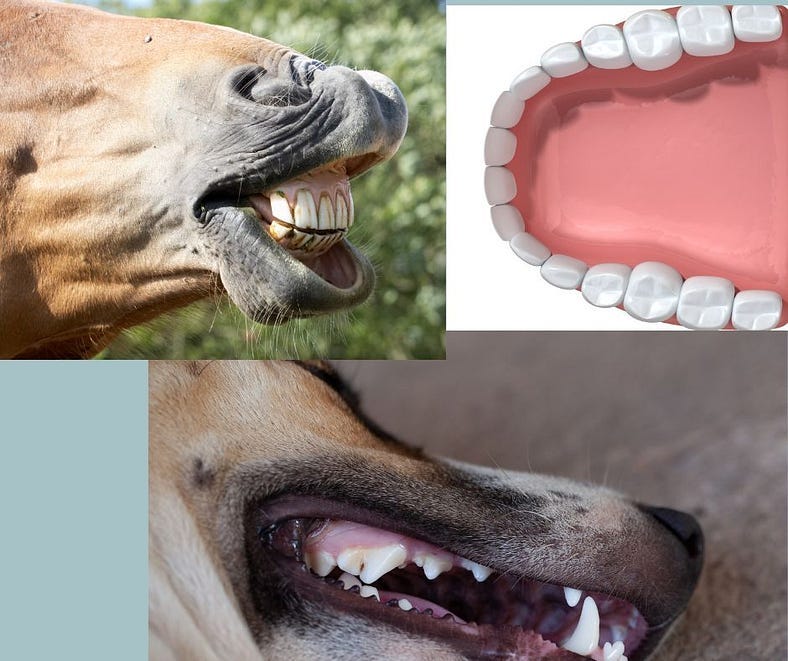 A horse mouth showing teeth (upper left); a drawing of human teeth (upper right) and the mouth of a dog across the bottom