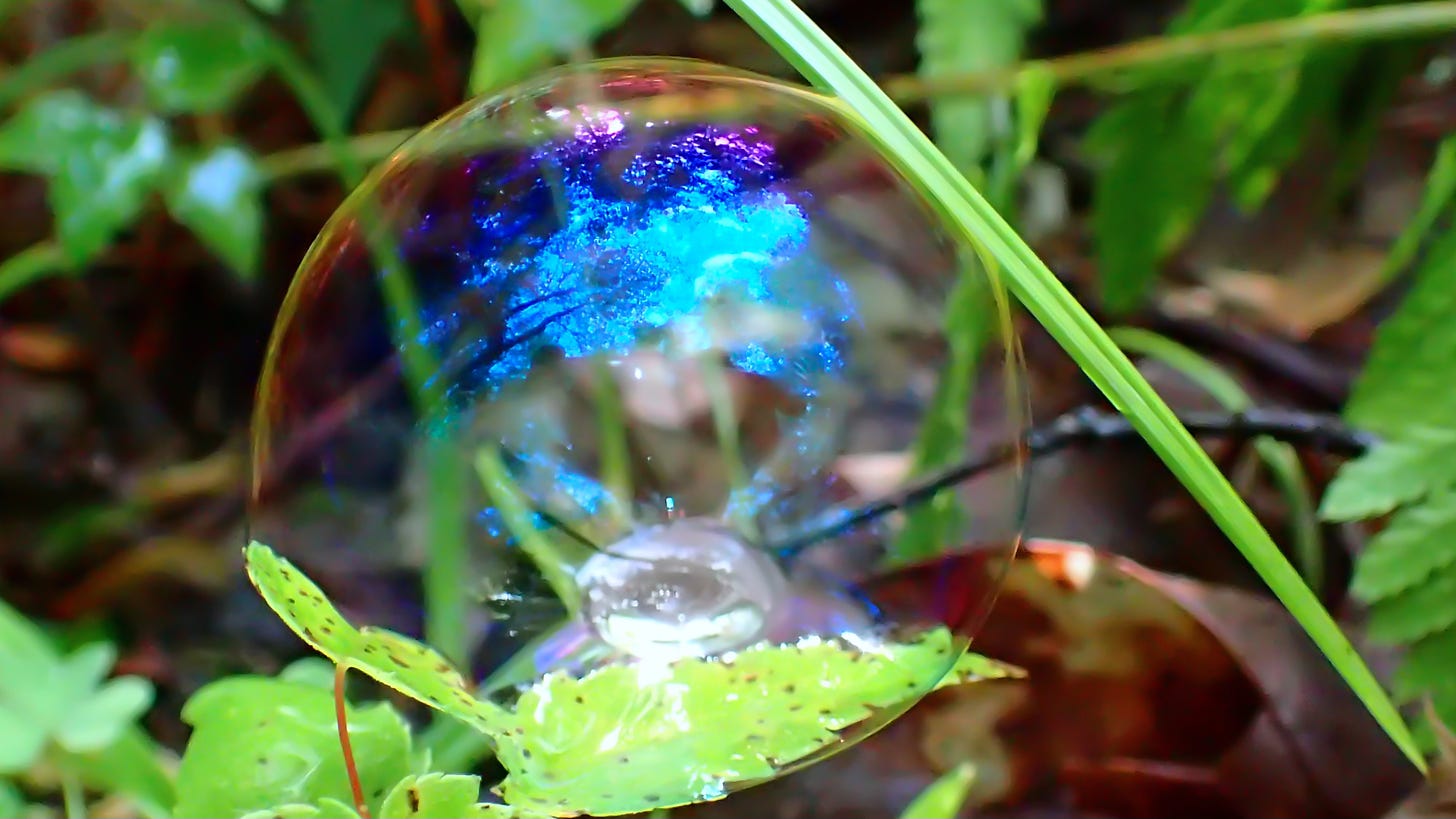 A shimmery bubble resting on wet leaves reflects the sky and forest.