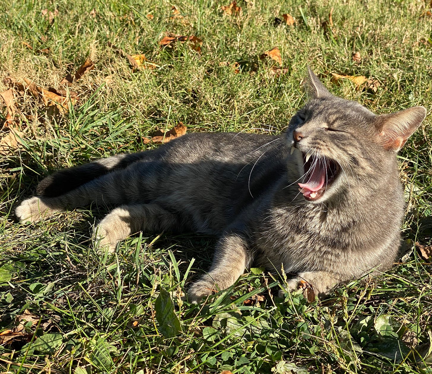 Renob of weedom, predator kitty