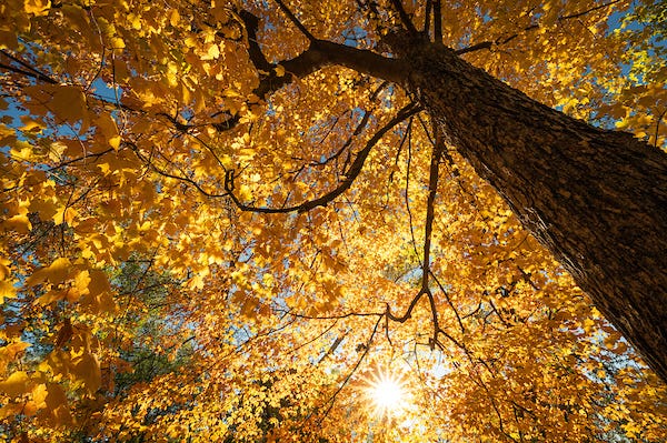 The sun shines through the colors of the fall leaves along the Howard Temin Lakeshore Path near Picnic Point at the University of Wisconsin-Madison during autumn on October 26, 2021. (Photo by Bryce Richter / UW-Madison)