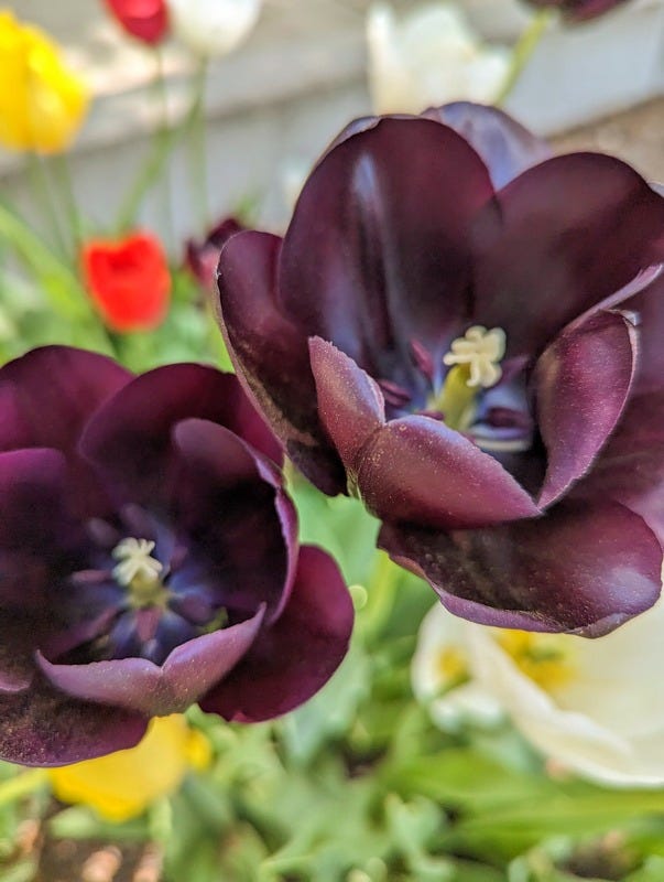 Photo of two dark purple tulip flowers