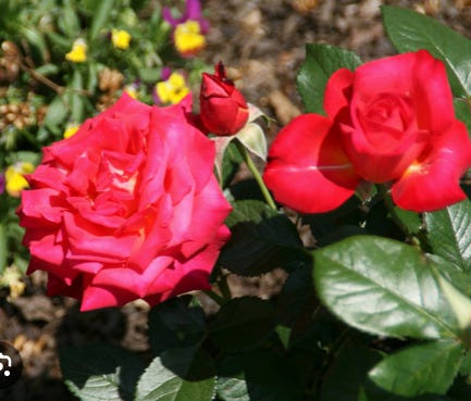 Mikado red rose